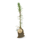 Plant d'arbre en pochon personnalisable