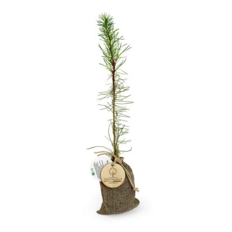 Plant d'arbre en pochon personnalisable