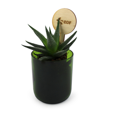 Plante en pot verre personnalisable