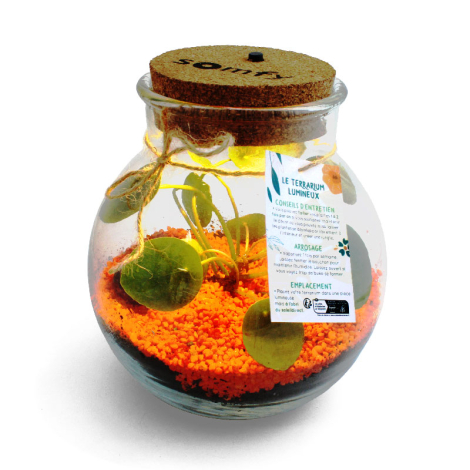 Terrarium à personnaliser lumineux