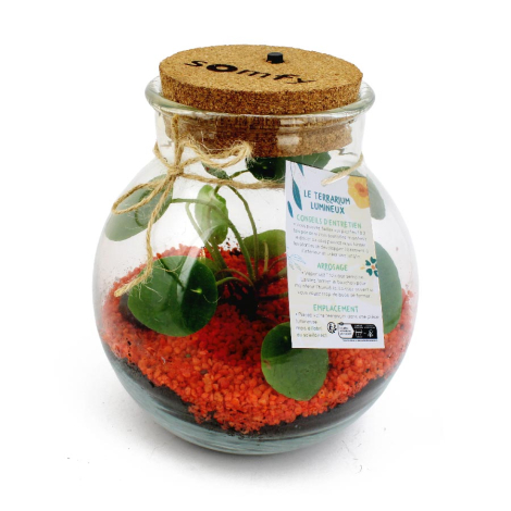 Terrarium à personnaliser lumineux