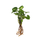 Plante avec vase et socle lumineux personnalisable